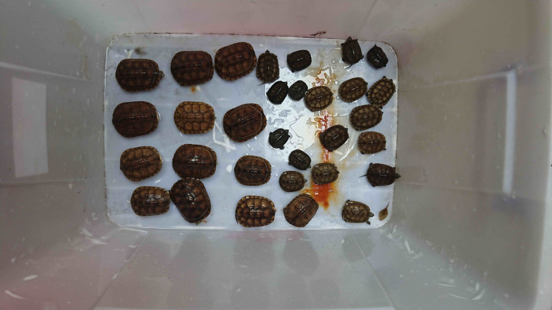 現場查獲柴棺龜幼龜31隻。圖：新北市動保處提供   