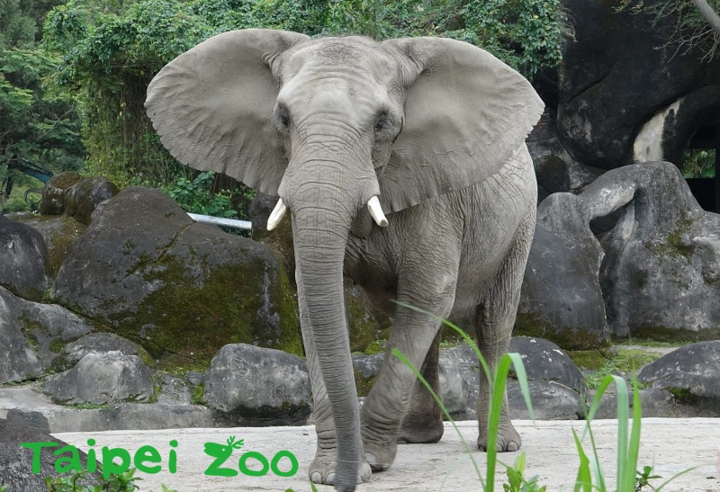 非洲象對週遭環境的感知度較為敏銳、警戒心高、不輕易讓人靠近，圖為非洲象「美代」。   圖：台北市立動物園／提供