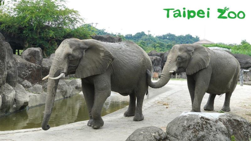 非洲象的聽覺和嗅覺十分靈敏，能藉由耳朵和鼻子來辨識人的聲音及氣味。   圖：台北市立動物園／提供
