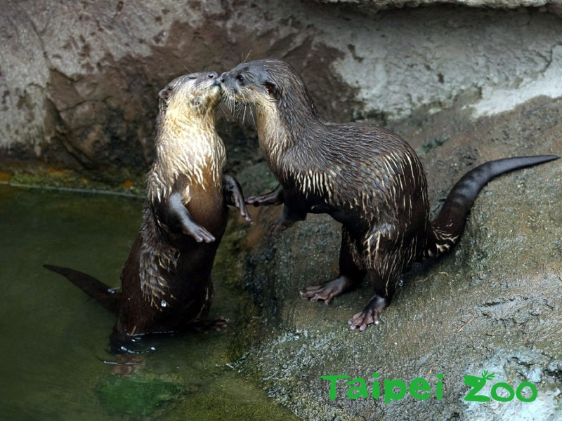 小爪水獺兄弟「柚子」和「毛毛」目前住在熱帶雨林區。   圖：台北市立動物園／提供