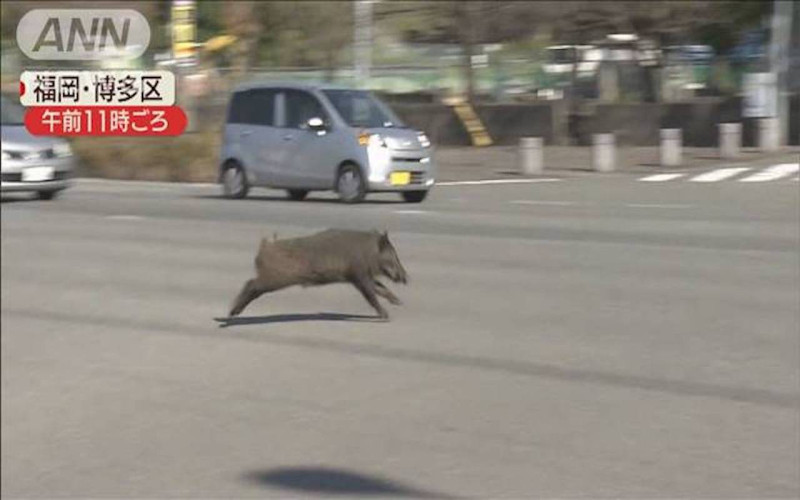 福岡空港附近發現一隻疾走的小豬。   圖／翻攝自 全日本新聞網 ANN