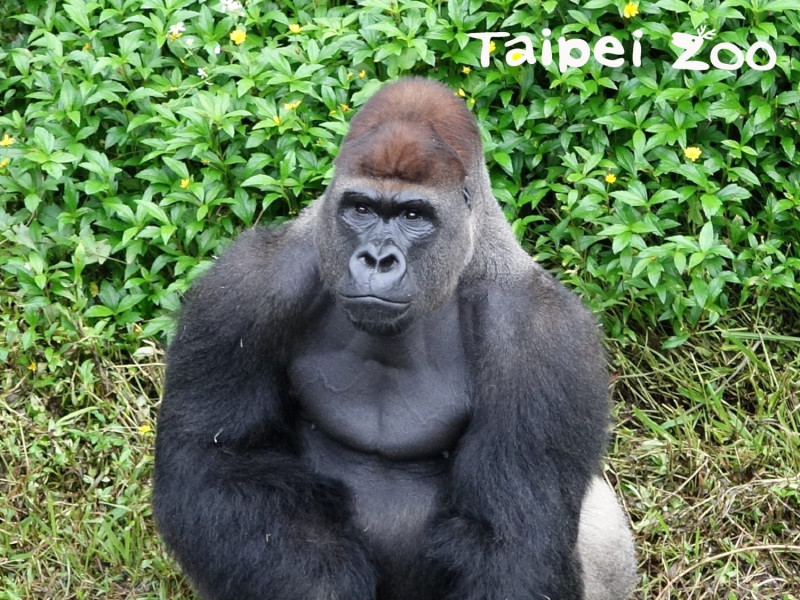 今年21歲的雄性金剛猩猩「迪亞哥」。   圖：台北市動物園／提供
