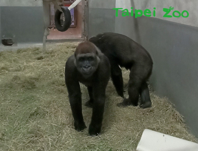 兩隻來自荷蘭Apenheul Primate Park（靈長類公園）的雌性金剛猩猩，順利來到台北市立動物園。   圖：台北市動物園／提供
