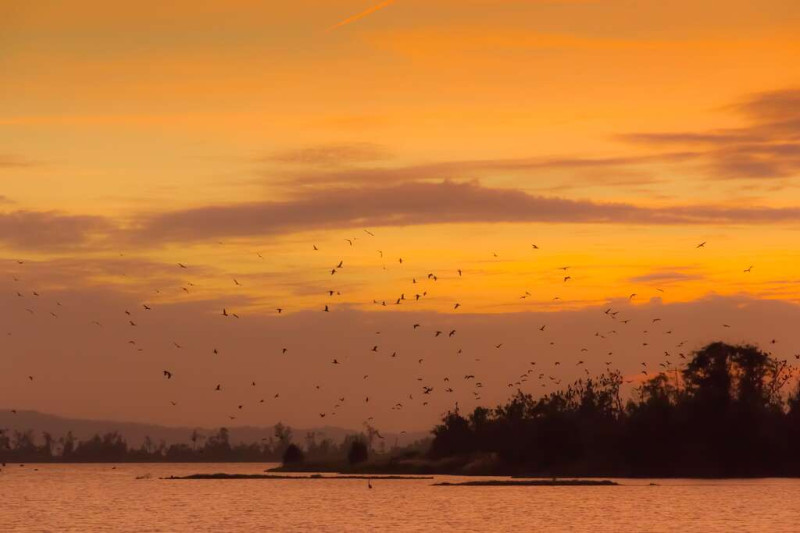 傍晚慈湖鸕鶿歸巢的奇景讓許多鳥友趨之若鶩，金管處更請金門野鳥協會來開課，教民眾如何賞鳥。   圖：翻攝自金門觀光旅遊網