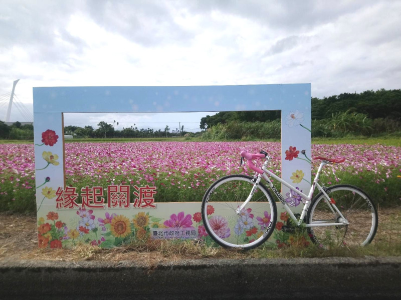 關渡花海正盛開，為了方便遊客前往，特地安排花海專車從捷運唭哩岸站接駁。    圖：台北市工務局／提供