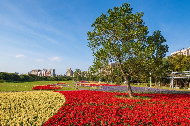 古亭河濱公園種植約2,490坪的花海，一路綻放到明年春節。   圖：台北市水利工程處／提供