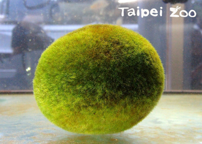 住在日本阿寒湖底的毬藻們，會隨著水波滾動。   圖：台北市立動物園／提供