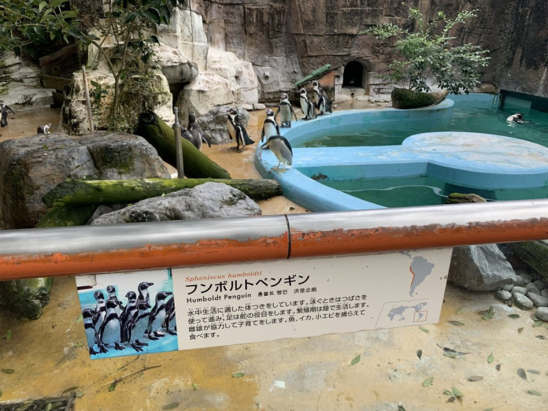 日本動物園發現一隻夜鷺私闖企鵝區偽裝成企鵝。   圖／twitter＠_nekopoko