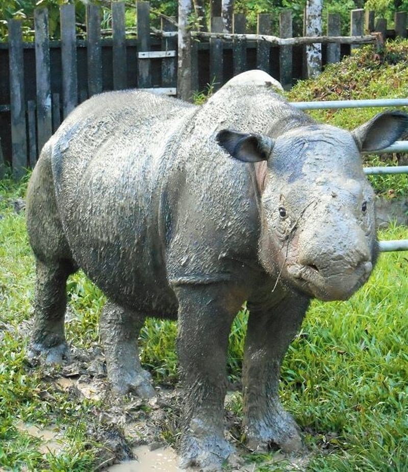 馬來西亞最後一隻蘇門答臘犀牛伊曼23日因癌病逝。   （圖取自婆羅洲犀牛聯盟網頁borneorhinoalliance.org）