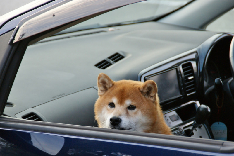 美國一名飼主急忙通報警方，愛犬被反鎖車內且正在開車！   示意圖，非當事犬／取自 photoAC