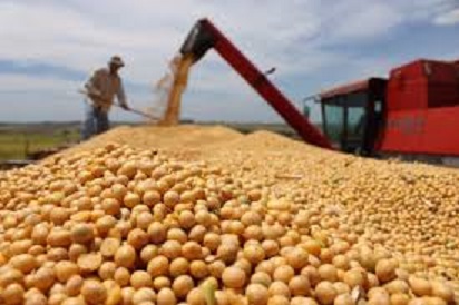 因巴西大豆收成延遲，中國正尋求購買美國的大豆。（示意圖）   圖 : 翻攝自guancha.cn