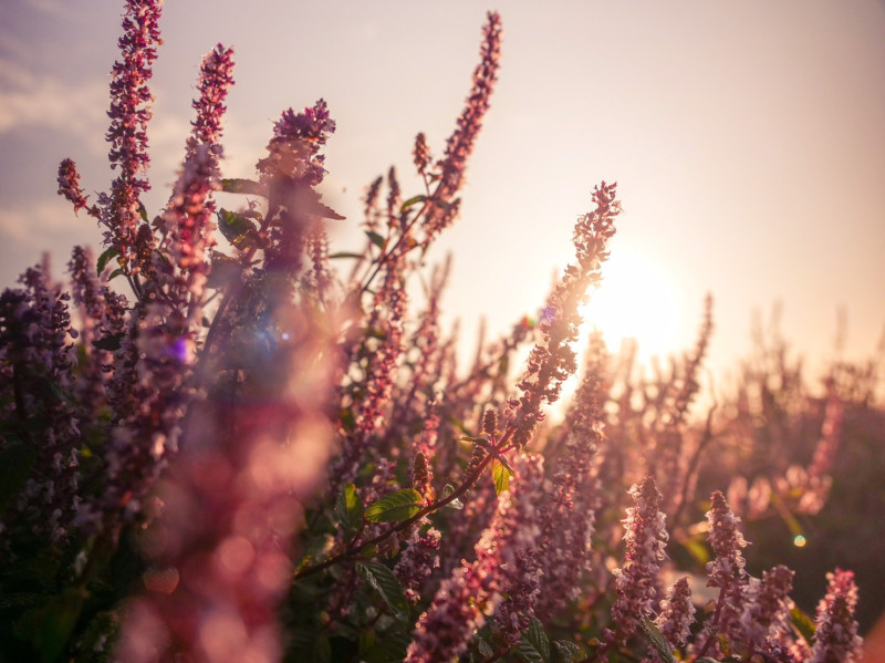 紫色仙草花在斜光照射下，逆光拍攝別具浪漫風情。   圖：桃園市農業局／提供