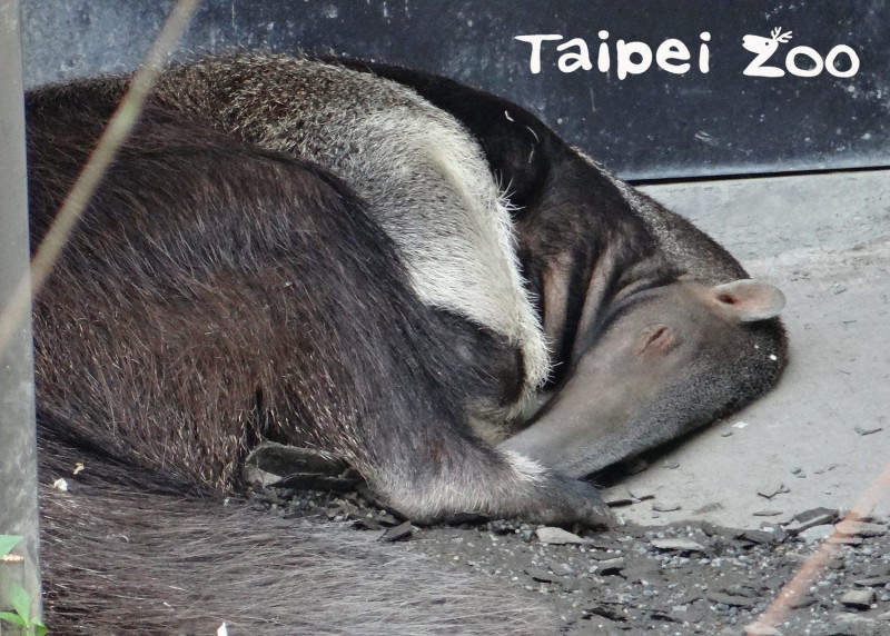 大食蟻獸跟無尾熊很像，大部分的時間都在睡覺。   圖：台北市立動物園／提供