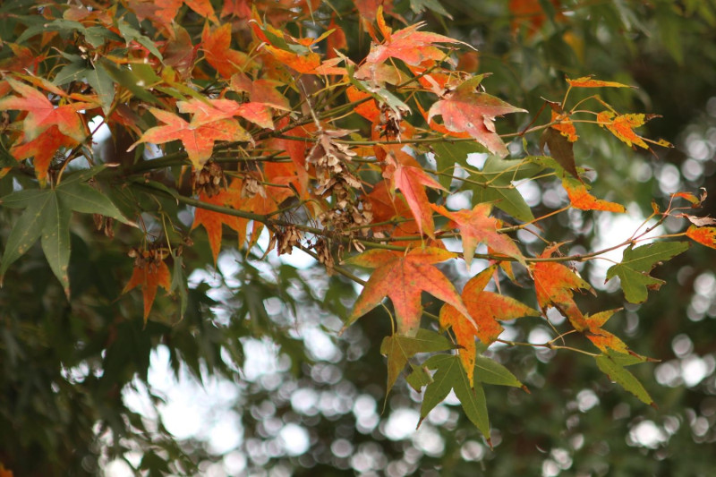 陽明山種植楓樹、銀杏等變葉樹種，深秋時紛紛換上新衣，目前正在變色中。   圖：花卉實驗中心／提供