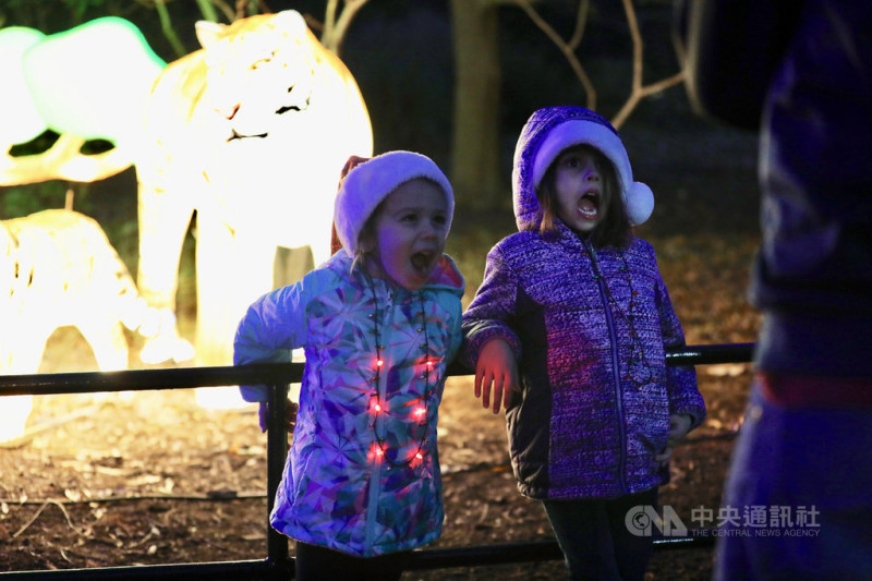 美國史密森尼國家動物園一年一度燈光秀於29日開幕，吸引大批民眾攜家帶眷前往，許多孩童也爭相與大型造型動物燈籠合影。   圖：中央社
