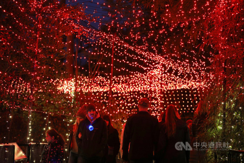 美國史密森尼國家動物園一年一度燈光秀於29日展開，由於適逢感恩節假期，大批民眾趕在開幕第一天就前往一睹為快。   圖：中央社