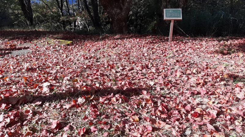 目前大雪山地上已經有許多紅葉掉落，鋪成浪漫地毯。   圖：翻攝自山林悠遊網