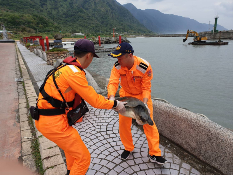岸巡人員將欖蠵龜暫置於海龜救援桶，防止失溫，並以海水保持欖蠵龜身體濕潤。   圖：海巡署／提供