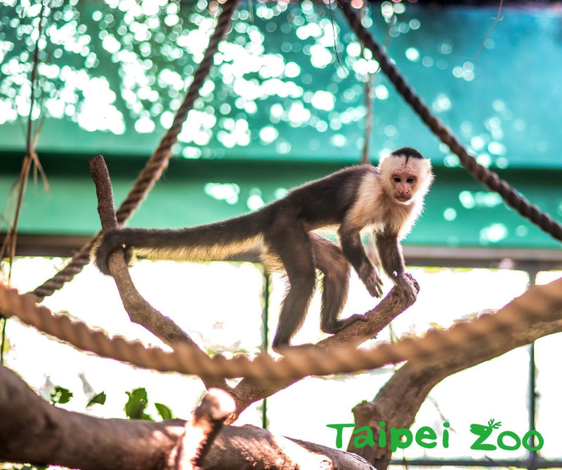 白面捲尾猴的尾巴具有捲握的能力。   圖：台北市立動物園／提供