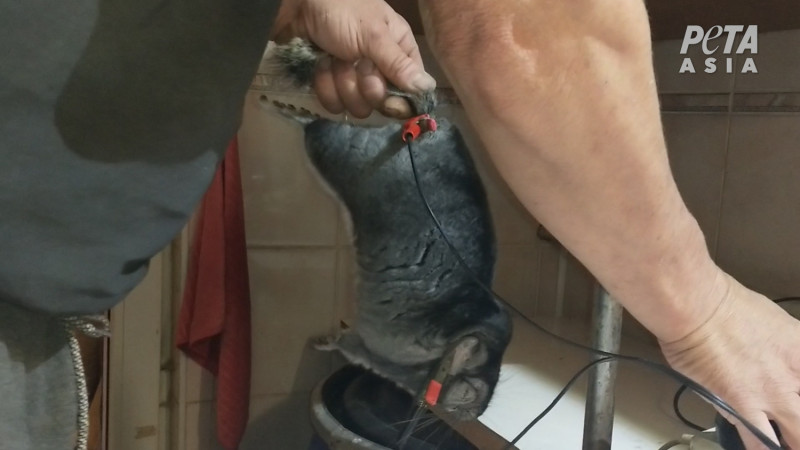 龍貓（毛絲鼠）遭皮草養殖場人員電擊肛門，時間超過一分鐘以上。   圖：由PETA提供