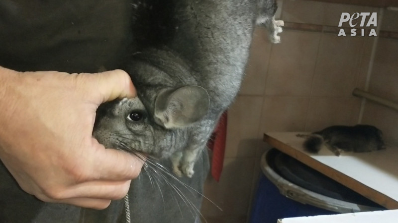 龍貓（毛絲鼠）被皮草養殖場人員抓住頭部。   圖：由PETA提供
