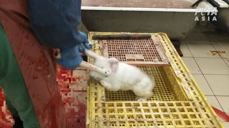 兔子被皮草養殖場人員抓住，地上可見血跡一片。   圖：由PETA提供