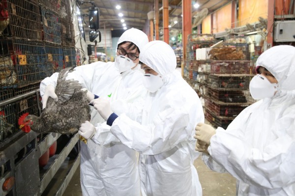 新北市動保處人員到養禽場進行禽流感快篩。    圖：新北市動保處/提供