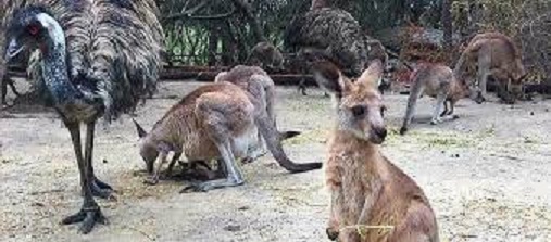 隨著大規模野火包圍澳洲最大城，雪梨北方的野生動物園撤離300隻動物。   圖 : 翻攝自walkabout.park.au