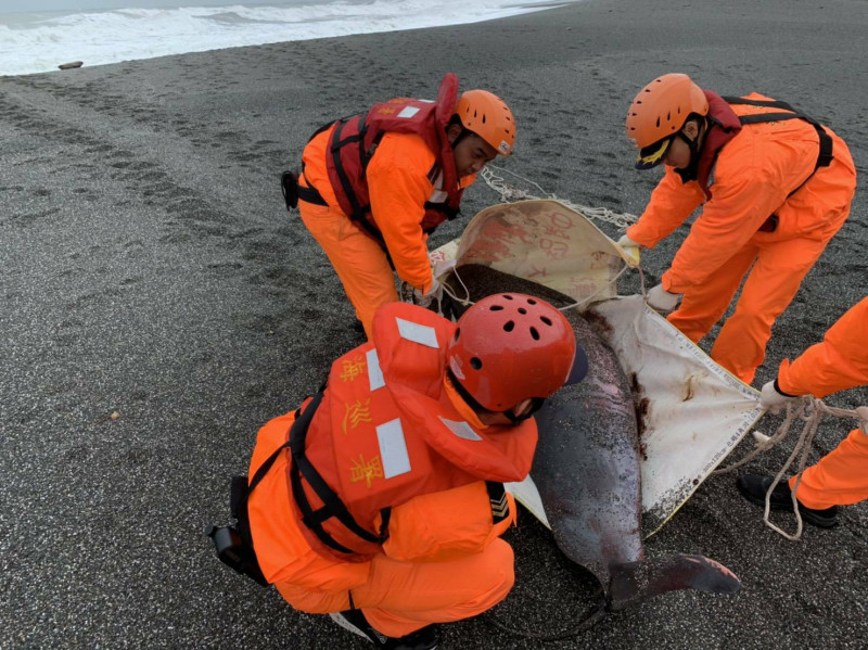 屏東縣牡丹鄉牡丹灣沙灘12月6日時發現擱淺死亡的侏儒抹香鯨。   圖：海巡署／提供