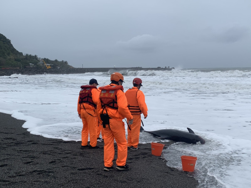 岸巡同仁協發現死亡鯨豚後，隨即實施蒐證及量測。   圖：海巡署／提供