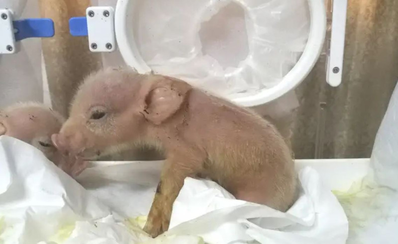據英國雜誌《新科學家》日前獨家報導，中國科學家近期首度培育出「豬猴混合體」，並在出生後一周夭折。   圖：翻攝自New Scientist