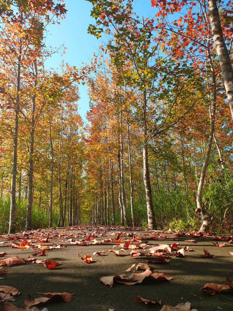 12/10大農大富平地森林園區的楓況正好，兩旁樹木大多已經轉紅。   圖：翻攝自林務局臉書