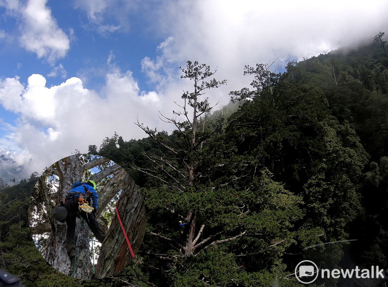 成功大學與農委會林業試驗所組成「找樹的人」團隊找到台灣第一高樹─72.9公尺台灣杉。   圖：成功大學提供