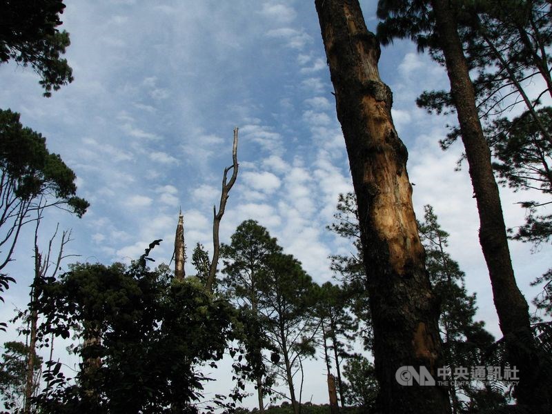 巴西國家太空署森林砍伐警報系統的監控顯示，2019年11月亞馬遜地區森林砍伐面積創下2015年以來最高紀錄，達563.03平方公里。（中央社檔案照片）   （中央社檔案照片）