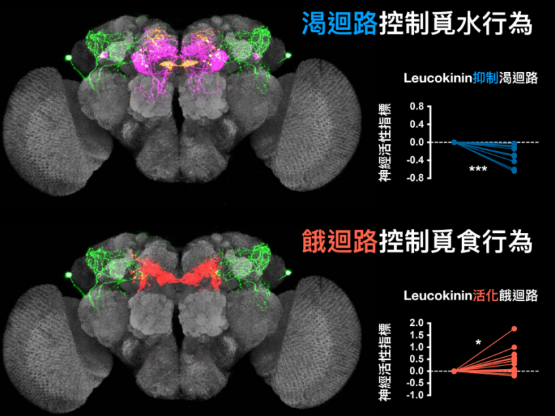 中央研究院近日研發出一種名為「leucokinin」有助於了解更複雜的人腦。   圖：中研院提供