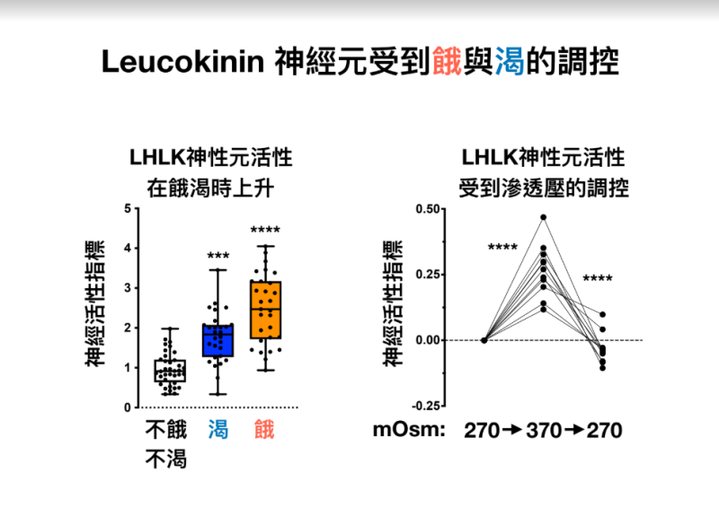 研究團隊發現，果蠅大腦裡的LHLK神經細胞釋放的「leucokinin 」，同時是渴與餓的訊號。   圖：中研院提供