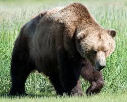 2018年度在北海道村落出沒遭捕殺的棕熊達827頭，超過2017年的774頭，創歷史新高紀錄。   圖 : 翻攝自維基百科