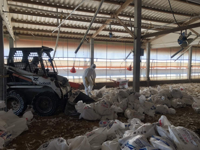 防疫人員23日前往嘉義縣溪口鄉一處火雞飼養場進行全場撲殺，以防止禽流感蔓延。   圖：嘉義縣政府/提供