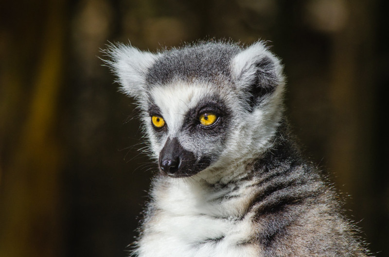 馬達加斯加環尾狐猴。   圖：翻攝自 Mathias Appel（CC0 1.0）