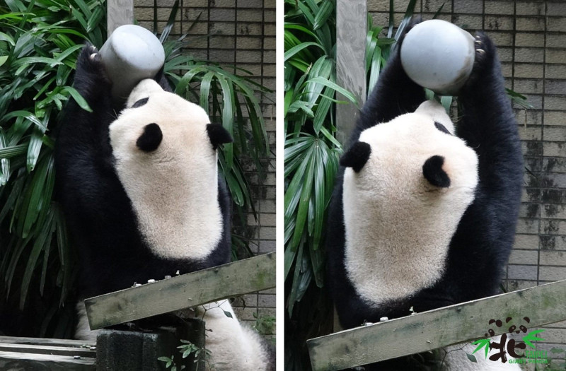 大貓熊「圓仔」玩玩具玩得不亦樂乎。   圖：台北市立動物園／提供