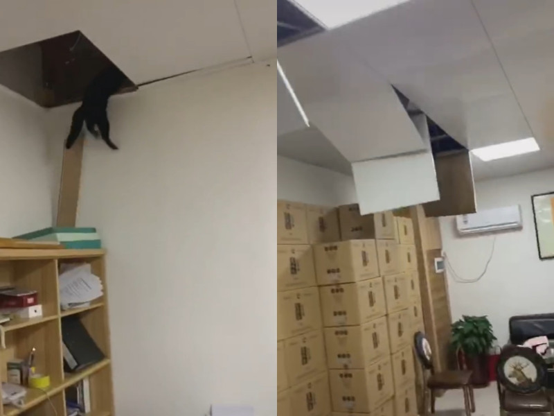 網友分享黑貓闖入家中因太慌亂不小心拆屋的影片。   圖／Tiktok@K3330