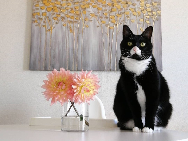 日本這隻名叫莎莉Sally的黑白貓可說是「超級萌主」。   圖／IG@mk.kk.nk.rk