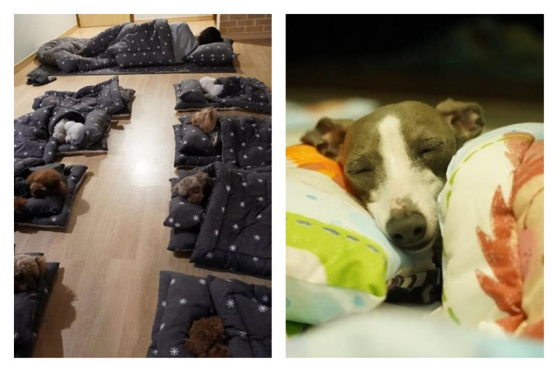 韓國這間「狗狗托兒所」，毛小孩一字排開蓋小被被睡午覺的畫面超萌。   圖／翻攝自 puppy spring 的網站