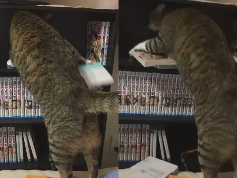 一名日本網友分享了自家虎斑貓完全不顧書櫃裡的書，相當欠扁地將漫畫整排掃到地上。   圖／TikTok@nononon52