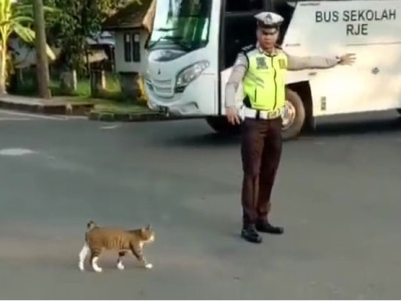 印尼一位員警因為好心幫助一隻喵星人過馬路而受到關注。   圖／IG@lantasmuba