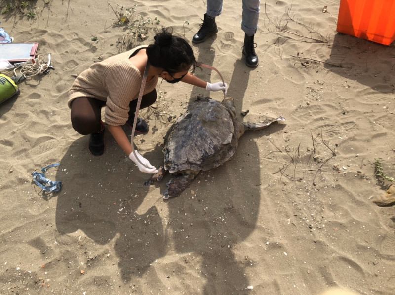 苗栗海寶溝沙灘發現2隻死亡海龜，經辨識確認均為保育類綠蠵龜。   圖：海巡署／提供