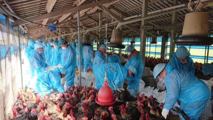 雲林縣一處養雞場確診禽流感陽性，於今天撲殺2萬多隻雞。   圖：雲林縣政府／提供（資料照）