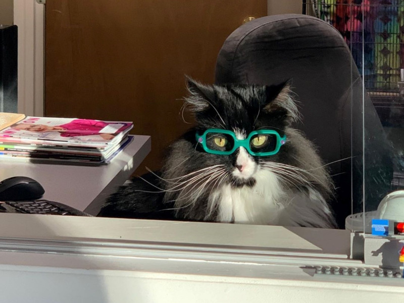 美國一名眼科醫師丹妮爾診所中的貓咪「松露」幫助不少孩子學會正確眼科知識。   圖／IG@truffles_the_kitty