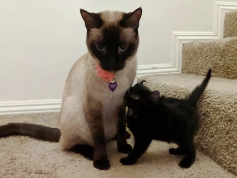 美國有一隻小黑貓被送到寄養家庭照顧時，認識了寄養家庭中的暹羅貓姊姊。   圖／IG@charlottesmeow）