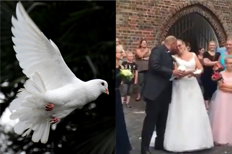 英國一場婚禮中放飛白鴿的橋段，突發狀況讓在場所有人都嚇到了。（合成圖，左非當事鴿僅示意）   圖：翻攝 Unsplash 、 @Laurie__Jane 推特